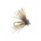 Fat Head Moth