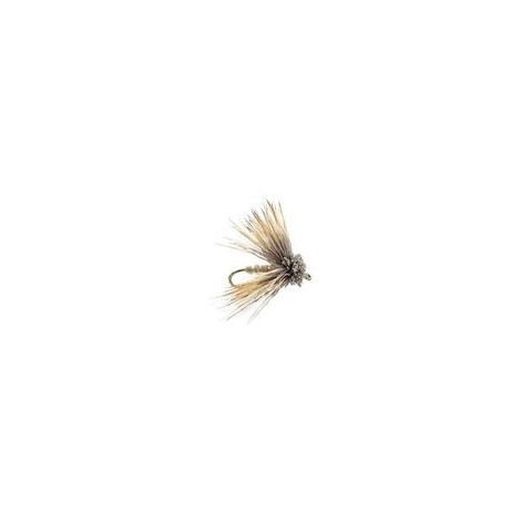 Fat Head Moth