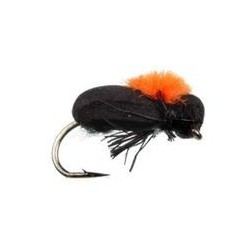 Foam Beetle