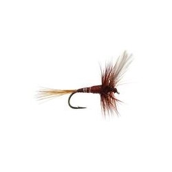 FPL Brown Winged