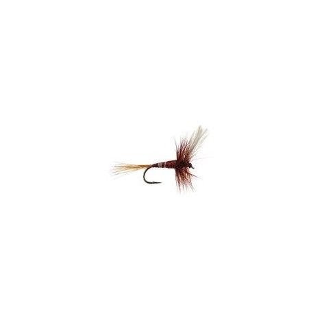 FPL Brown Winged