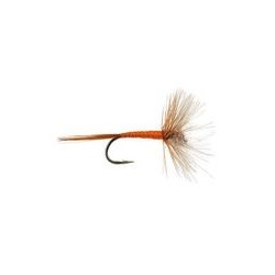 FPL CDC Orange