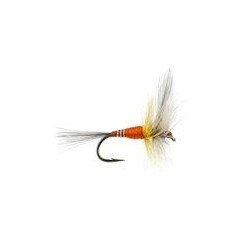 FPL Orange Winged