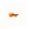 Nymph Orange (JW)