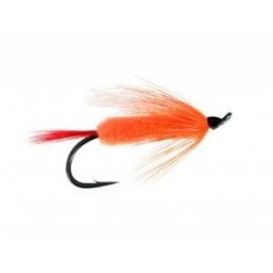 Polar Shrimp
