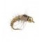 Gold Ribbed Hares Ear TG