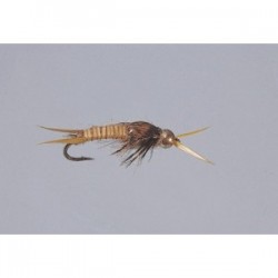 Golden Epoxyback Stone  TNG WTD