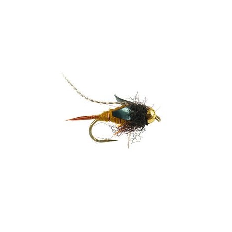 TG Thurmans Zaddis Amber