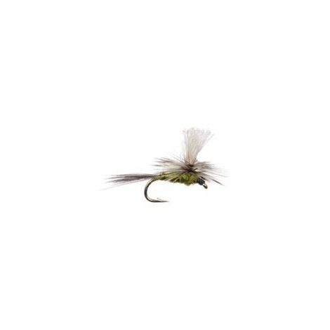 Gulpher Special Olive Parachute