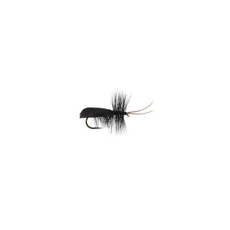 HR Black