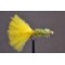Dawsons Olive Fritz Goldhead