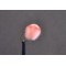 Egg  Shrimp Pink