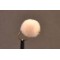 Fish Egg
