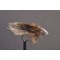 Gold Muddler Minnow