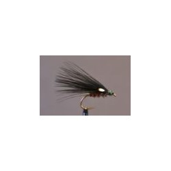 JC Cormorant