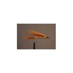 Little Brown Trout