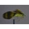 Matuka Olive