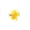 Micro Sunburst Blob Booby