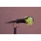 Montana Fritz Lime