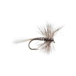 Mosquito