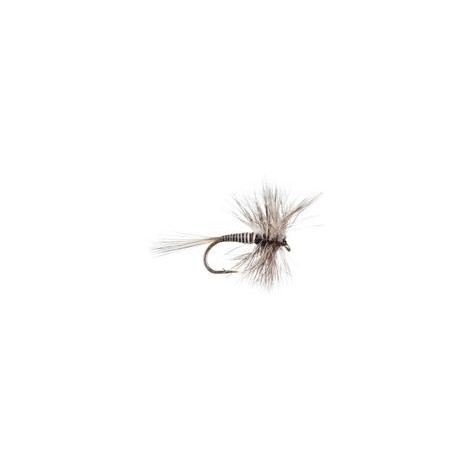 Mosquito