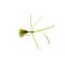 Olive Critter