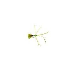 Olive Critter