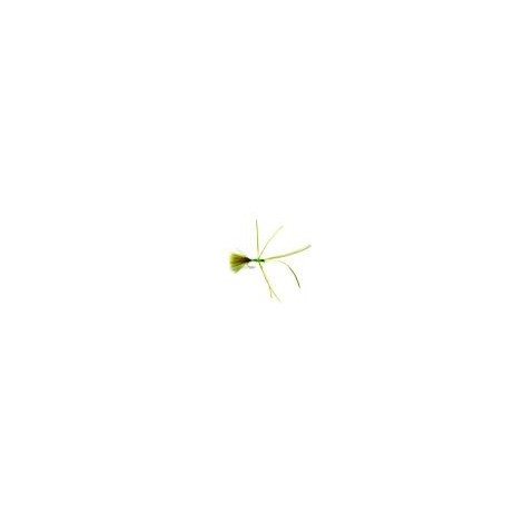 Olive Critter
