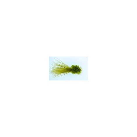 Olive Fritz Goldhead