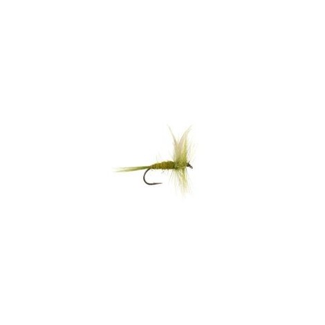 Olive Dun