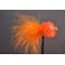 Orange Fritz Goldhead