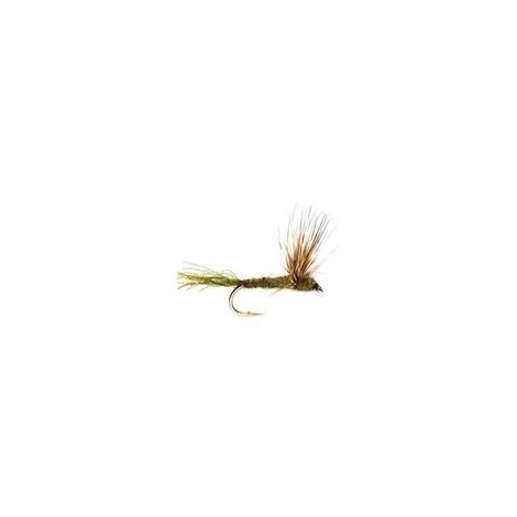 Olive Sparkle Dun