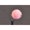 Shrimp Pink Egg