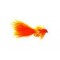 Ugly Bugger Orange