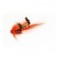 Ally's Shrimp  Plastic Tube Fly