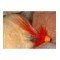 Allys Shrimp ConeHead