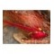 Red Bladenoch Shrimp