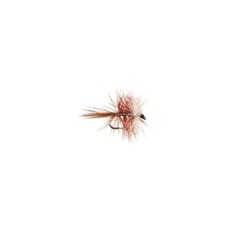 Bivisible Brown