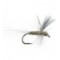 Thorax BWO