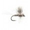 Thorax Callibaetis