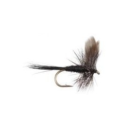 Black Gnat
