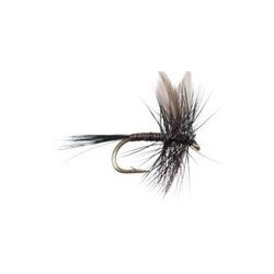 Black Quill