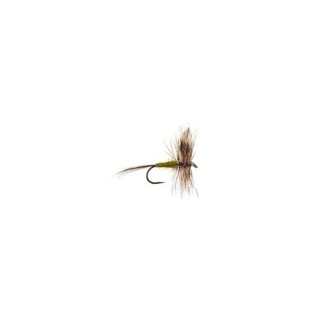 Adams Olive