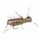 Thunder Thighs Hopper Tan