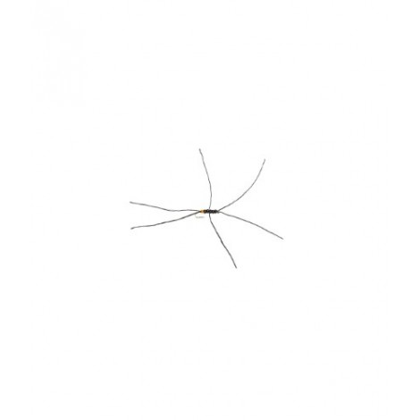 Apps Bloodworm Yellow