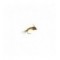 Baetis yellow nymph