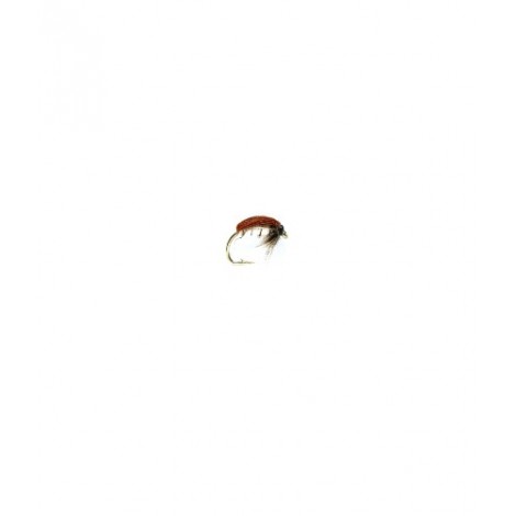 Corixa Plain Hackled