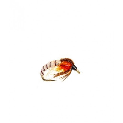 Cream Sedge pupae