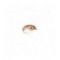 Czech Nymph Hares Ear Cream