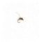 Gallatin Gold Pupa spotted sedge